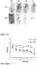 Fig. 57 - REGENERATING FUNCTIONS AND PHENOTYPES OF CONNECTIVE TISSUE THROUGH NPAS2 SUPPRESSION