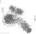 Fig. 08 - Advancing the use of text and speech in ASR pretraining with consistency and contrastive losses