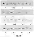 Fig. 10 - METHODS OF POLYPEPTIDE SEQUENCING