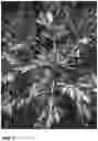 Fig. 02 - Hybrid squash ‘Renegade’