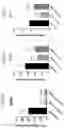 Fig. 40 - ANTI-STEM CELL FACTOR ANTIBODIES AND METHODS OF USE THEREOF
