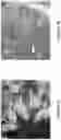 Fig. 04 - CRYOPRESERVED INSECTS AND METHODS FOR PRODUCING SAME