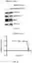 Fig. 04 - Tricyclic Modulators of PP2A