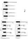 Fig. 02 - ANTI-INFLAMMATORY AGENT FOR INTESTINAL CELL