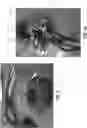 Fig. 06 - Jewelry Fabric