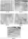 Fig. 03 - VEGETABLE-BASED FOOD PRODUCTS AND METHODS OF MANUFACTURE THEREOF