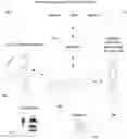 Fig. 01 - Eye imaging in head worn computing