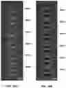 Fig. 37 - Systems, devices, and methods related to the individualized calibration and/or manufacturing of medical devices