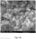 Fig. 08 - Solar light antibactertal agent