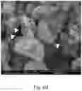 Fig. 09 - Solar light antibactertal agent