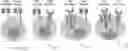 Fig. 01 - NUCLEIC ACID ENCODING LILRB1-BASED CHIMERIC ANTIGEN RECEPTOR