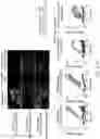 Fig. 31 - NUCLEIC ACID ENCODING LILRB1-BASED CHIMERIC ANTIGEN RECEPTOR