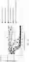 Fig. 36 - NUCLEIC ACID ENCODING LILRB1-BASED CHIMERIC ANTIGEN RECEPTOR