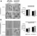 Fig. 01 - ORGANOID CULTURES