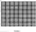 Fig. 03 - ORGANOID CULTURES