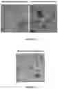 Fig. 07 - ORGANOID CULTURES