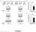Fig. 08 - ORGANOID CULTURES