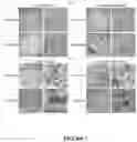 Fig. 09 - ORGANOID CULTURES