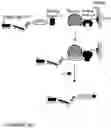 Fig. 03 - COMPOSITIONS AND METHODS FOR THE CYTOPLASMIC DELIVERY OF ANTIBODIES AND OTHER PROTEINS