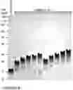Fig. 09 - COMPOSITIONS AND METHODS FOR THE CYTOPLASMIC DELIVERY OF ANTIBODIES AND OTHER PROTEINS