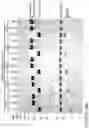 Fig. 24 - COMPOSITIONS AND METHODS FOR THE CYTOPLASMIC DELIVERY OF ANTIBODIES AND OTHER PROTEINS