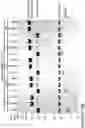 Fig. 25 - COMPOSITIONS AND METHODS FOR THE CYTOPLASMIC DELIVERY OF ANTIBODIES AND OTHER PROTEINS