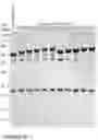 Fig. 26 - COMPOSITIONS AND METHODS FOR THE CYTOPLASMIC DELIVERY OF ANTIBODIES AND OTHER PROTEINS
