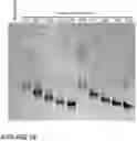 Fig. 27 - COMPOSITIONS AND METHODS FOR THE CYTOPLASMIC DELIVERY OF ANTIBODIES AND OTHER PROTEINS