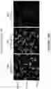 Fig. 58 - COMPOSITIONS AND METHODS FOR THE CYTOPLASMIC DELIVERY OF ANTIBODIES AND OTHER PROTEINS