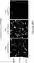 Fig. 61 - COMPOSITIONS AND METHODS FOR THE CYTOPLASMIC DELIVERY OF ANTIBODIES AND OTHER PROTEINS