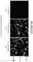 Fig. 64 - COMPOSITIONS AND METHODS FOR THE CYTOPLASMIC DELIVERY OF ANTIBODIES AND OTHER PROTEINS