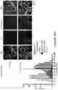 Fig. 83 - COMPOSITIONS AND METHODS FOR THE CYTOPLASMIC DELIVERY OF ANTIBODIES AND OTHER PROTEINS