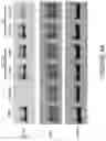 Fig. 86 - COMPOSITIONS AND METHODS FOR THE CYTOPLASMIC DELIVERY OF ANTIBODIES AND OTHER PROTEINS