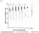 Fig. 06 - CD8+T-CELL SUBSETS AS MARKERS FOR PREDICTION OF DELAYED FRACTURE HEALING