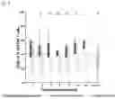 Fig. 08 - CD8+T-CELL SUBSETS AS MARKERS FOR PREDICTION OF DELAYED FRACTURE HEALING