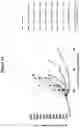 Fig. 13 - CD19 BINDING AGENTS AND USES THEREOF