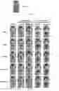 Fig. 06 - MULTI-FUNCTIONAL HYBRID MATERIAL BASED ON NATURAL CLAYS FOR ENVIRONMENTAL RECOVERY AND BIO-REMEDIATION