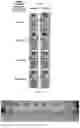 Fig. 09 - MULTI-FUNCTIONAL HYBRID MATERIAL BASED ON NATURAL CLAYS FOR ENVIRONMENTAL RECOVERY AND BIO-REMEDIATION