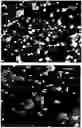 Fig. 01 - METHOD FOR OBTAINING A GRANULATED FOOD MATERIAL