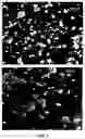 Fig. 02 - METHOD FOR OBTAINING A GRANULATED FOOD MATERIAL