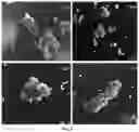 Fig. 03 - METHOD FOR OBTAINING A GRANULATED FOOD MATERIAL