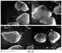 Fig. 11 - METHOD FOR OBTAINING A GRANULATED FOOD MATERIAL
