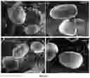 Fig. 12 - METHOD FOR OBTAINING A GRANULATED FOOD MATERIAL