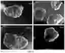 Fig. 13 - METHOD FOR OBTAINING A GRANULATED FOOD MATERIAL