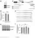 Fig. 04 - DEVELOPMENT OF DUAL-gRNA APPROACH WITH UNDETECTABLE OFF-TARGET EFFECT TO CORRECT C9ORF72 REPEAT EXPANSION AND C9ORF72 PATHOLOGY