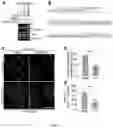 Fig. 06 - DEVELOPMENT OF DUAL-gRNA APPROACH WITH UNDETECTABLE OFF-TARGET EFFECT TO CORRECT C9ORF72 REPEAT EXPANSION AND C9ORF72 PATHOLOGY