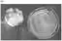 Fig. 02 - PHARMACEUTICAL COMPOSITION FOR INHIBITING POSTOPERATIVE ADHESIONS