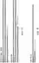Fig. 06 - EXPRESSION OF ELECTRICALLY CONDUCTIVE PROTEIN NANOWIRES IN ESCHERICHIA COLI