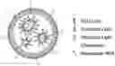 Fig. 01 - Inhalable therapeutics