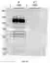 Fig. 32 - Inhalable therapeutics